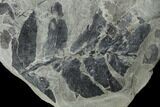Pennsylvanian Fossil Fern (Neuropteris) Plate - Kentucky #126248-1